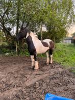 23 jarige merrie, Vermifugé, 11 ans ou plus, Débourré, 165 à 170 cm