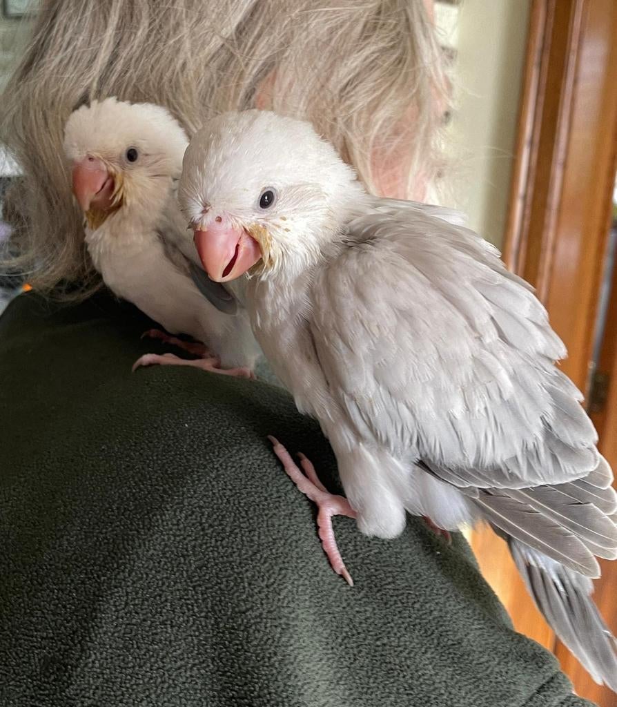 Conure souris apprivoisés, Animaux & Accessoires, Oiseaux | Perruches & Perroquets