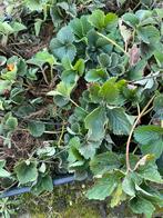 Aardbeienplanten, Tuin en Terras, Planten | Tuinplanten, Ophalen, Zomer, Eenjarig, Fruitplanten