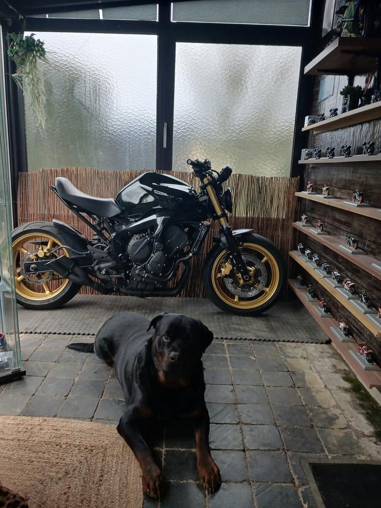 Yamaha fz6, 600 cm³, Occasion, Plus de 35 kW, Manuelle