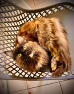 Maine coon kittens verwacht, Dieren en Toebehoren, Knaagdieren, April, Meerdere dieren, Overige typen, Tam