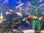Guppy's Mix groot en klein, Dieren en Toebehoren, Vissen | Aquariumvissen, Vis, Zoetwatervis