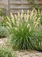Lampepoetsersgras (Pennisetum), Tuin en Terras, Ophalen, Volle zon, Vaste plant, Siergrassen