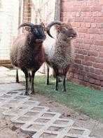 2 mooie , rustige schapen ( ooien ), Dieren en Toebehoren