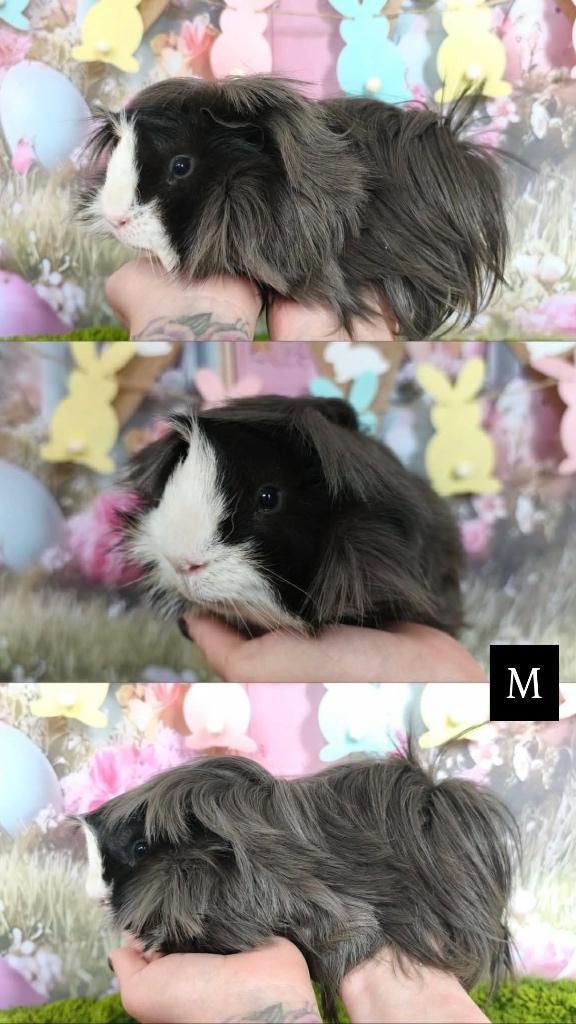 Raszuivere Peruvian cavia, Dieren en Toebehoren, Knaagdieren, Mannelijk, Cavia, Oktober, Tam