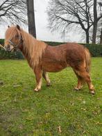 Shetlander, Dieren en Toebehoren, Pony's, Merrie