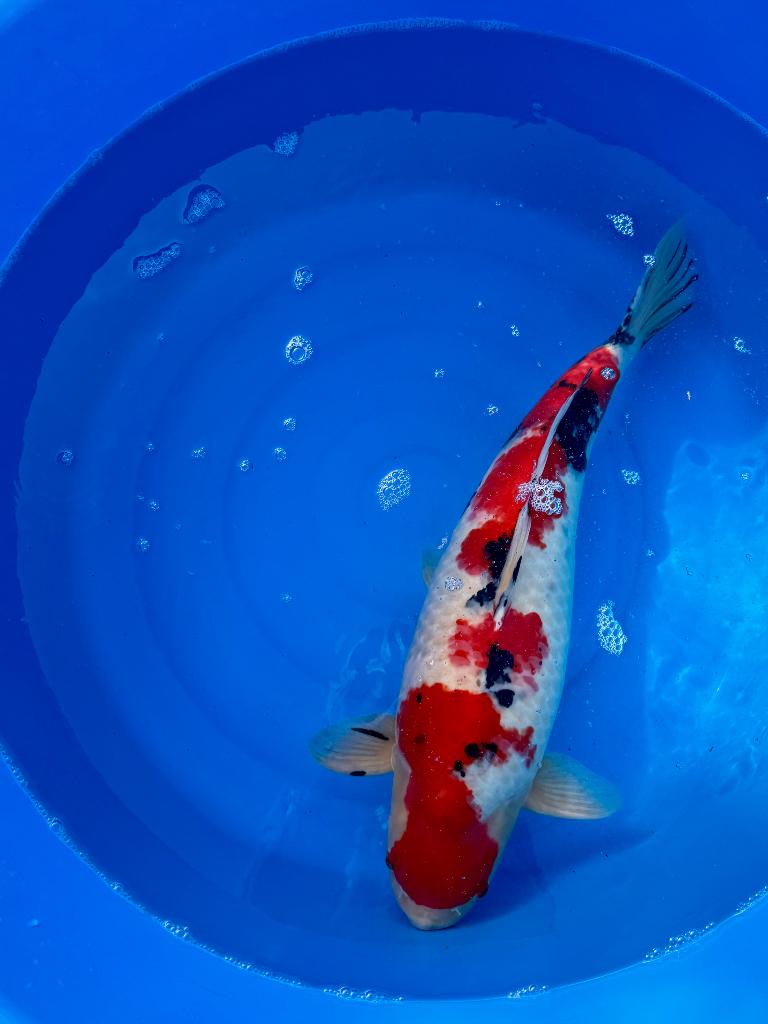 Koi-sanke, Karper of Koi