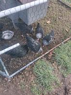 Marans zilverhals, Dieren en Toebehoren, Pluimvee, Mannelijk, Kip