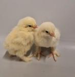 Brahma wit kuikentjes, Dieren en Toebehoren, Pluimvee