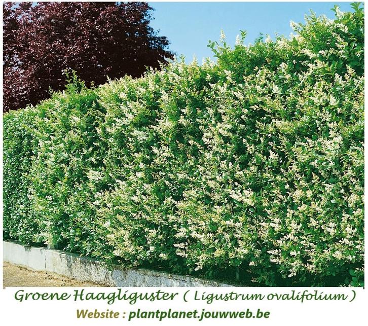 BUITENKANS GROENE LIGUSTER 1,5/+ MTR, 1-2 TAKKEN: 1,5O € !!!, Tuin en Terras, Planten | Struiken en Hagen, Haag, Liguster, 100 tot 250 cm