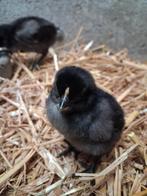 Mooie zwarte kuikentjes, Dieren en Toebehoren, Pluimvee