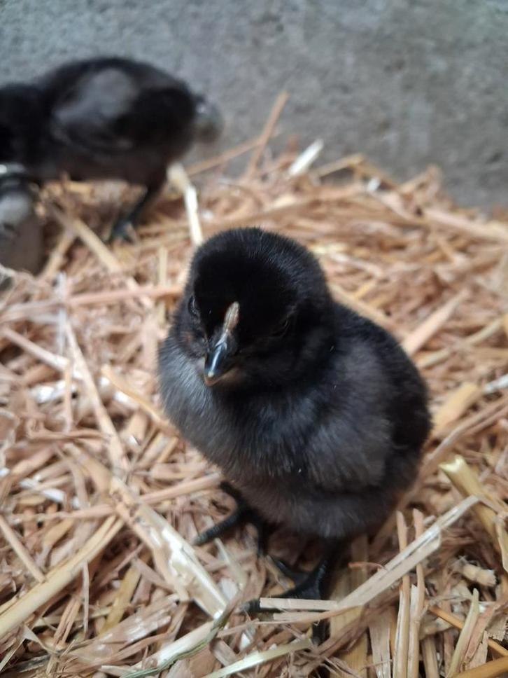 Mooie zwarte kuikentjes, Dieren en Toebehoren, Pluimvee