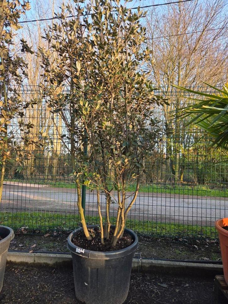 Quercus ilex meerstam - steeneik, Tuin en Terras, Planten | Bomen, Ophalen
