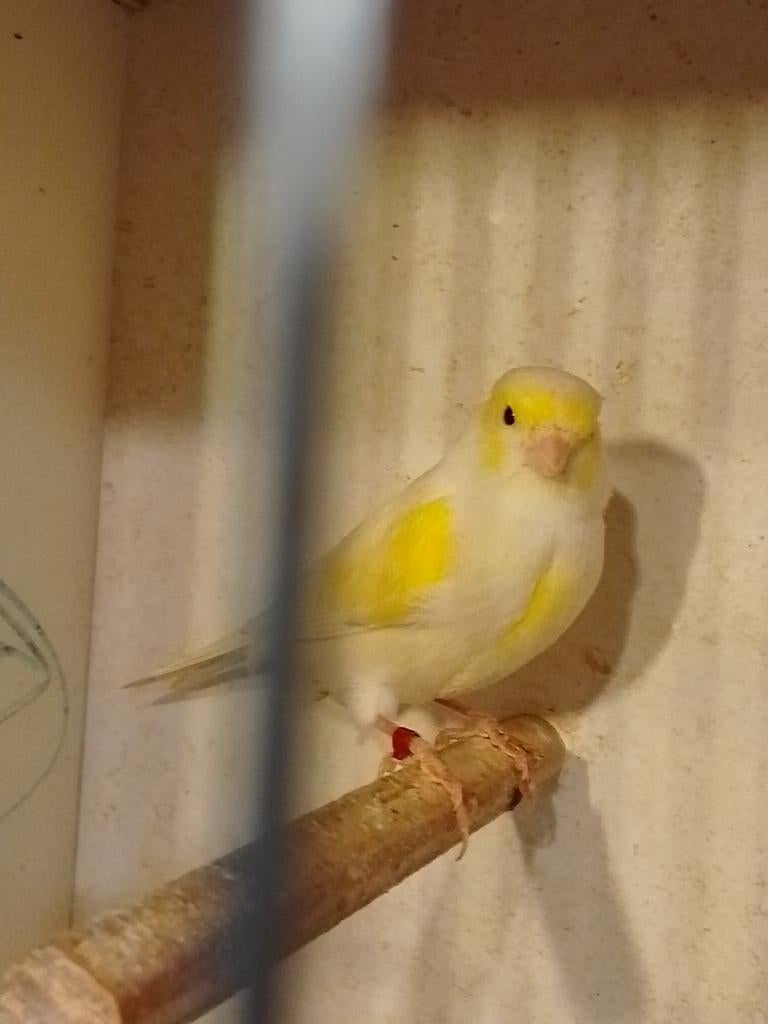 COUPLE REPRODUCTEUR DE CANARIS EN MOSAÏQUE JAUNE, bagués à p, Animaux & Accessoires, Oiseaux | Canaris, Canari chanteur, Plusieurs animaux