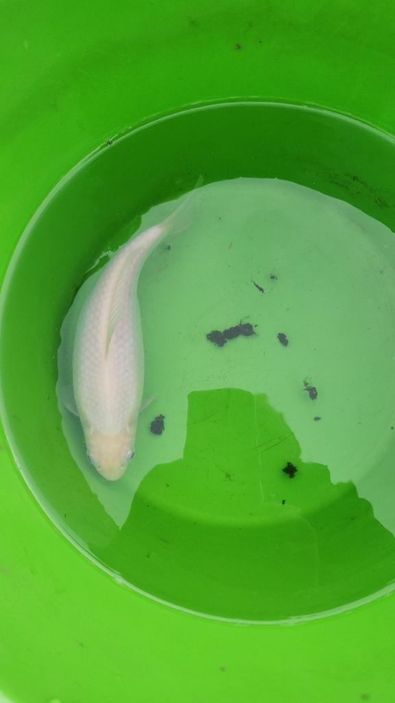 Poisson rouge et blanc, Jardin & Terrasse, Enlèvement