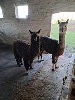 Alpaca merrie, Août