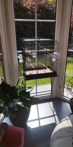 Cage rétro zolux, Enlèvement