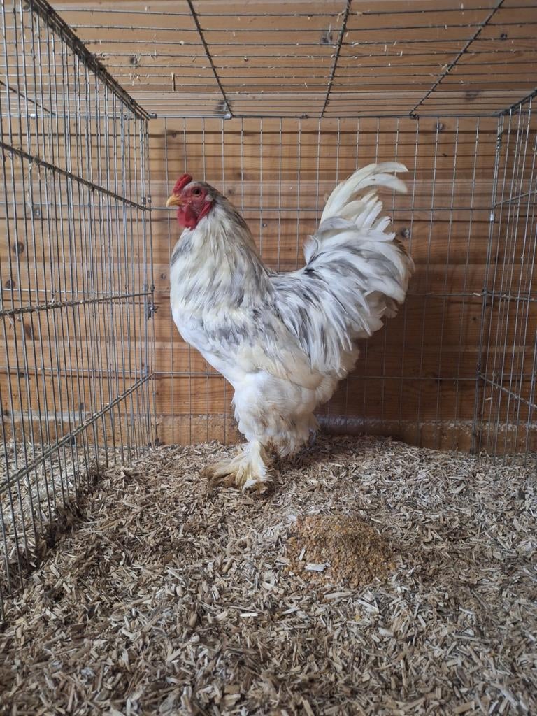 Brahma haantjes, Dieren en Toebehoren