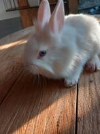 Mooie witte leeuwenkop konijntjes met blauwe ogen