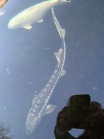 5 steur van boven meter (koopje), Dieren en Toebehoren, Steur