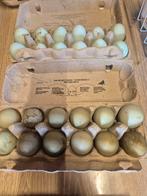 Verse groene eieren voor te laten broeden., Ophalen