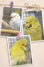 Perruches anglaises, Verzamelen, Geboortekaartjes en Visitekaartjes, Ophalen