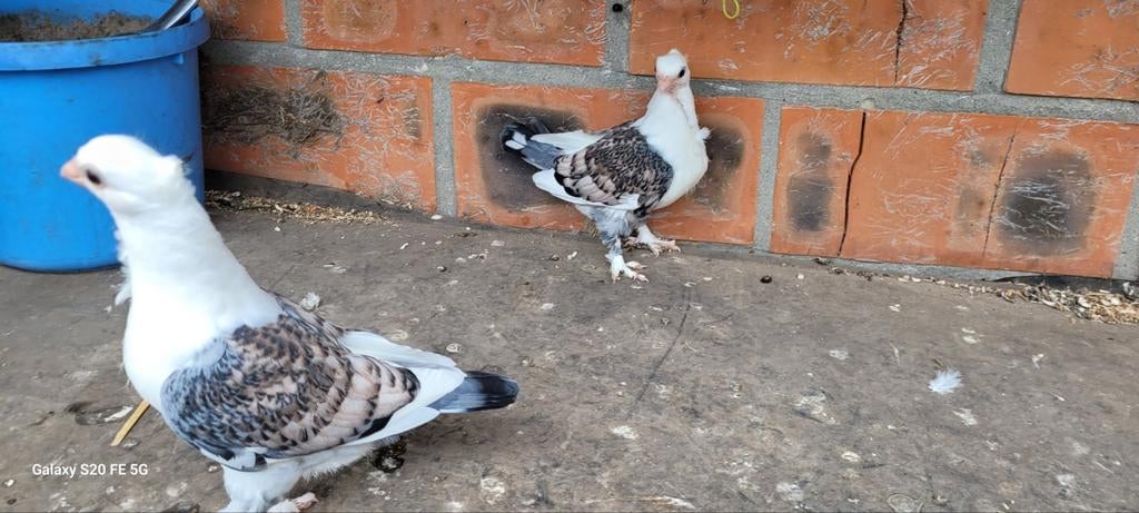 Oud oosterse meeuwkes