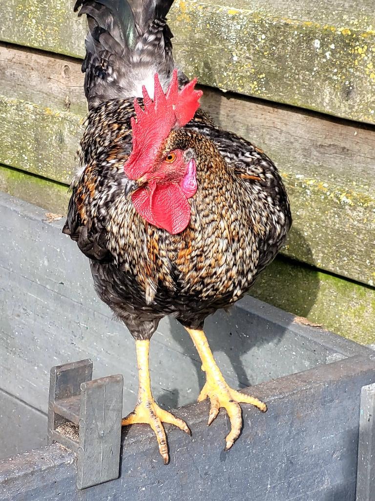 Haan, Mâle, Poule ou poulet