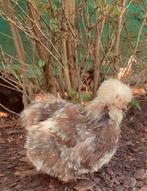 Zijdehoen broedeieren (mottled), Dieren en Toebehoren, Meerdere dieren, Kip