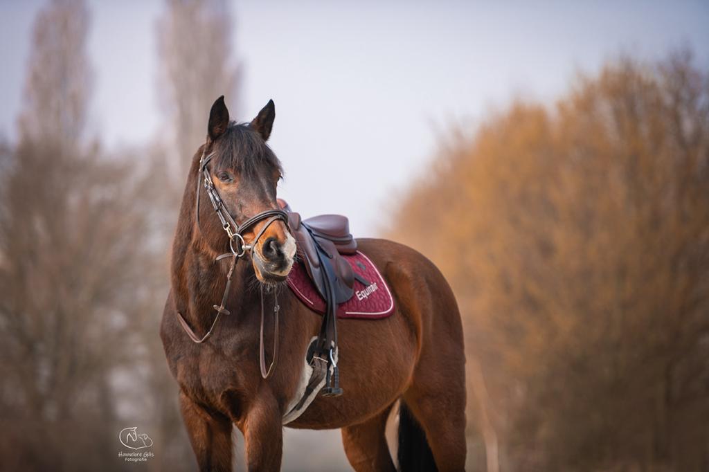 Zeer braaf recreatie paard te koop, Dieren en Toebehoren, Paarden en Pony's | Verzorgingsproducten, Zo goed als nieuw, Ophalen