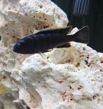 Cynothylapia ndonga deep malawi cichliden, Vis, Zoetwatervis