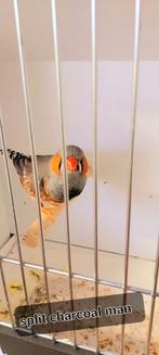 Zebravinken splitvogels charcoal grijs, Dieren en Toebehoren, Vogels | Overige Vogels