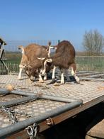 Toggenburger geit, Dieren en Toebehoren, Vrouwelijk, Geit, 0 tot 2 jaar