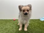 Pomeriaan pups, Dieren en Toebehoren, België, Keeshond, 8 tot 15 weken, Parvo