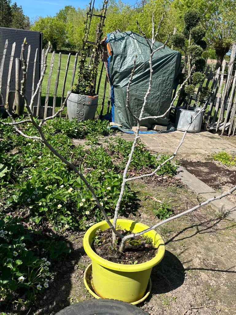 Vijgenboom, Ophalen, In pot, Vijgenboom