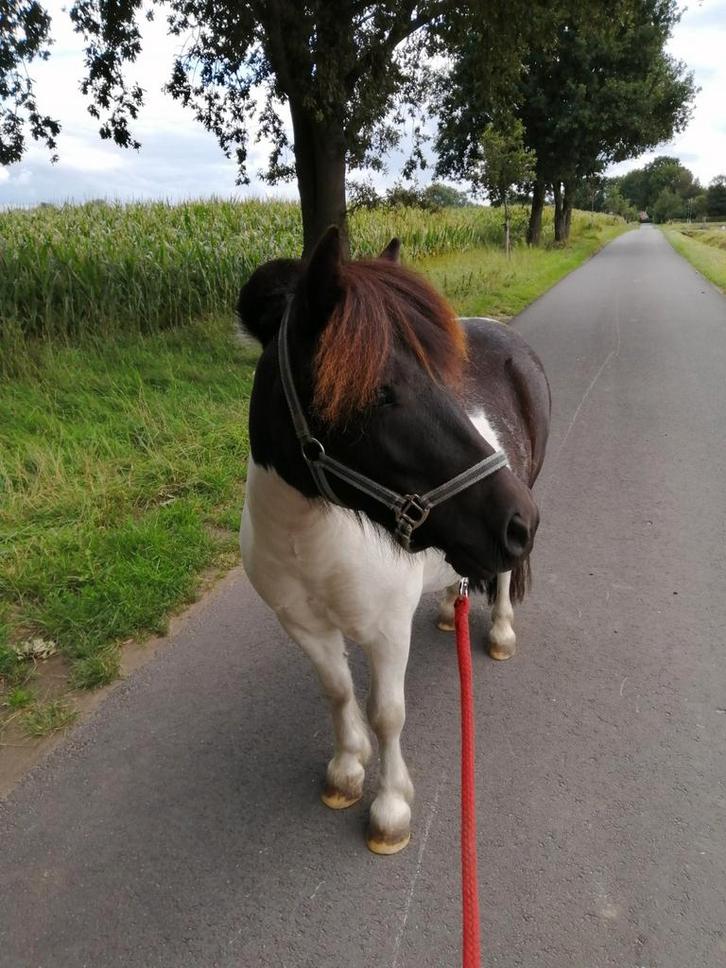 Shetlander, Dieren en Toebehoren, Pony's