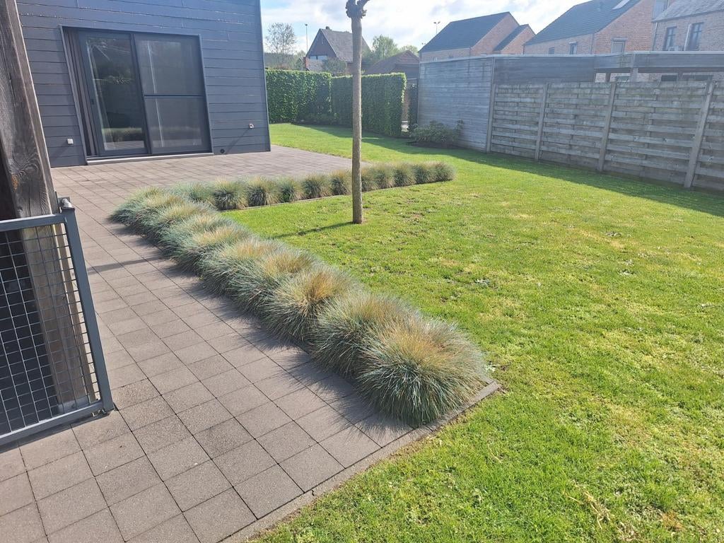 Intense Blue planten siergrassen 21 stuks, 4 jaar oud, Printemps, Plein soleil, Enlèvement, Graminées ornementales