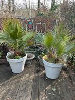 2 palmbomen washingtonia, Tuin en Terras, Planten | Bomen, Ophalen