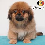 Pékinois mâles - Pedro, Pepino & Prinz (chiots belges), Commerçant, Chien (mâle), Pékinois ou Épagneul nain, Belgique