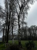 Vers brandhout berken, Ophalen