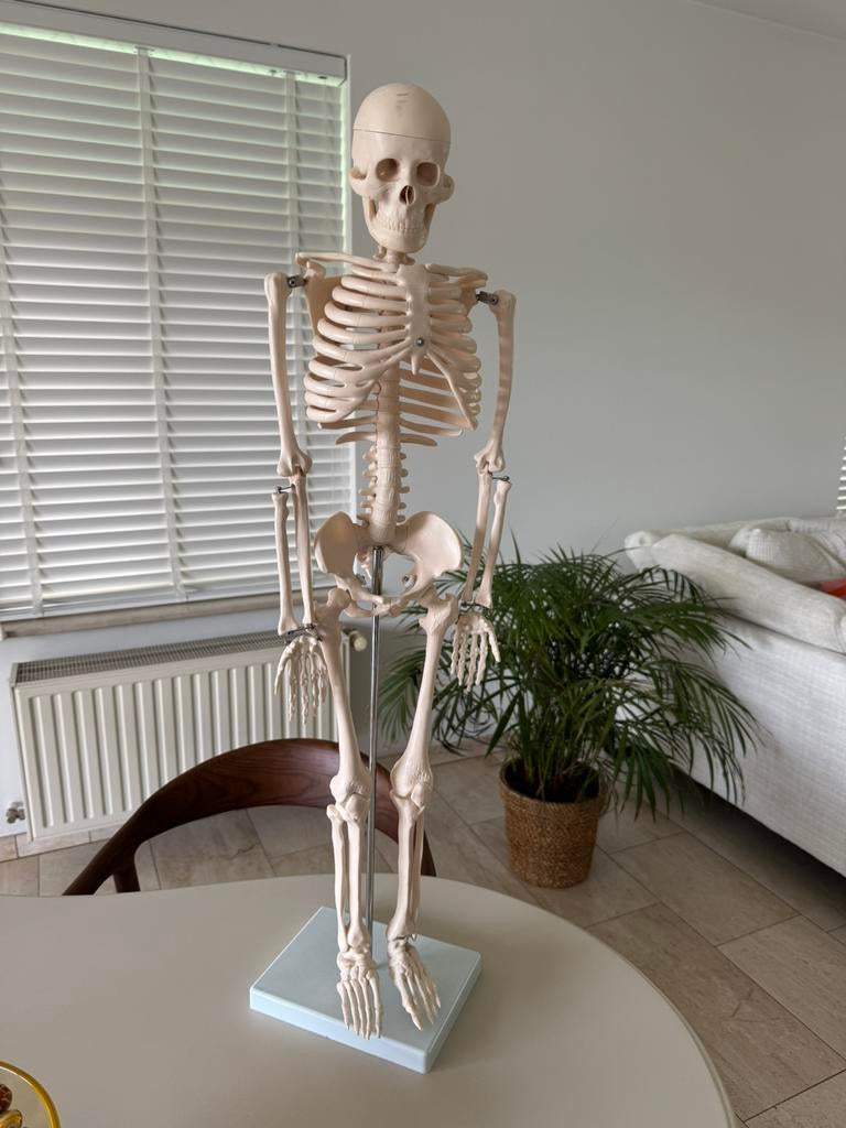 Menselijk skeletmodel, Ophalen, Gebruikt