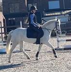 Sportpony/ bixie/ recreatie New Forest C pony kinderpony, Dieren en Toebehoren, Pony's, Merrie, Met stamboom, M, Springpony