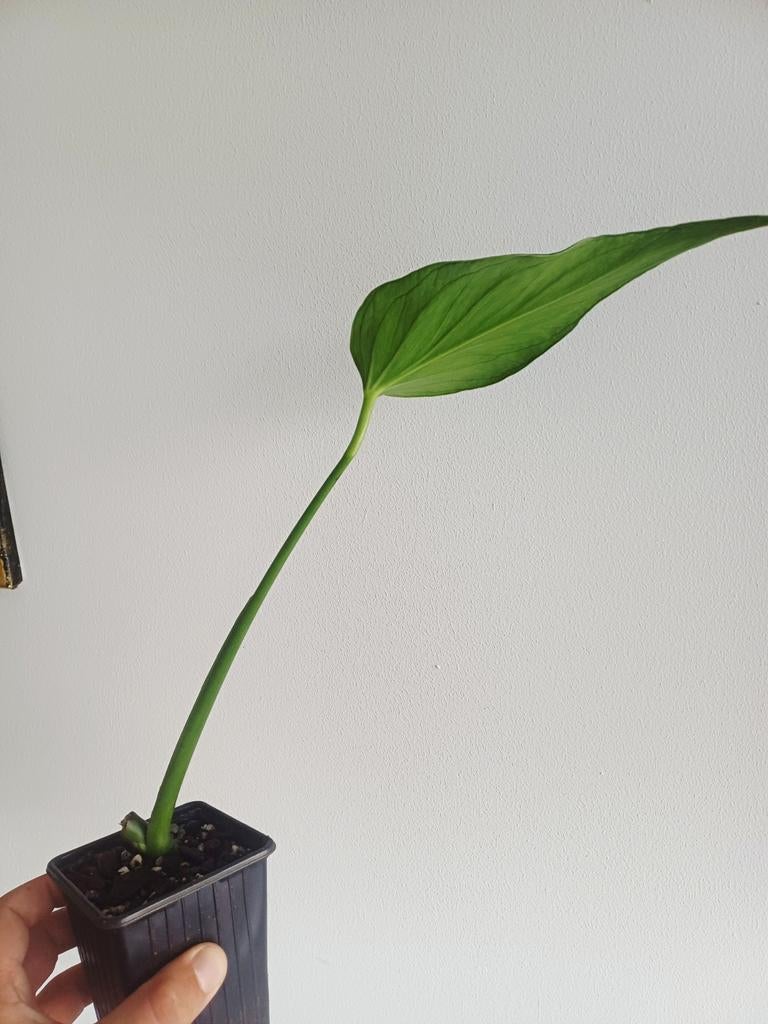 Monstera Burle Marx Flame, Maison & Meubles, Plantes d'intérieur, Autres espèces, Moins de 100 cm, Plante verte, Ombre partielle