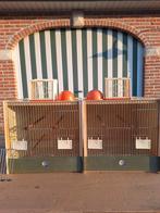 Kweekkooien Heesakkers, Dieren en Toebehoren, Ophalen