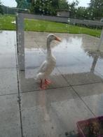 Œufs à éclore de canards blancs indiens.