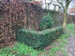 haie d'ifs, Enlèvement, Buis, Haie, Moins de 100 cm