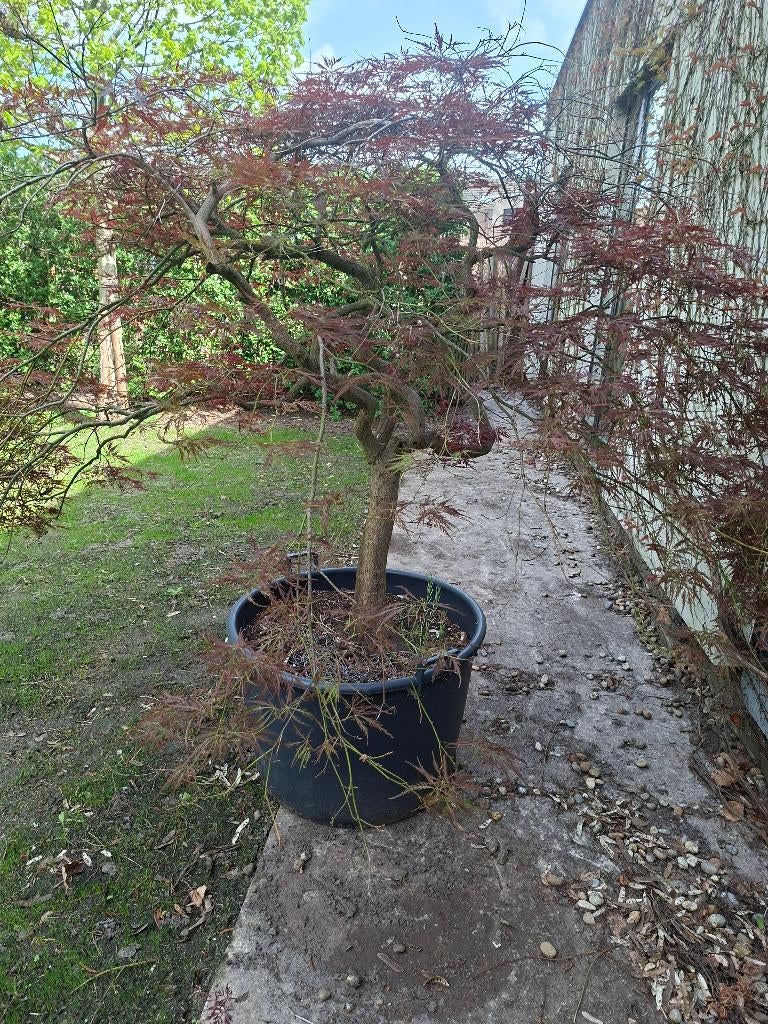 Japanse esdoorn, Tuin en Terras, Ophalen