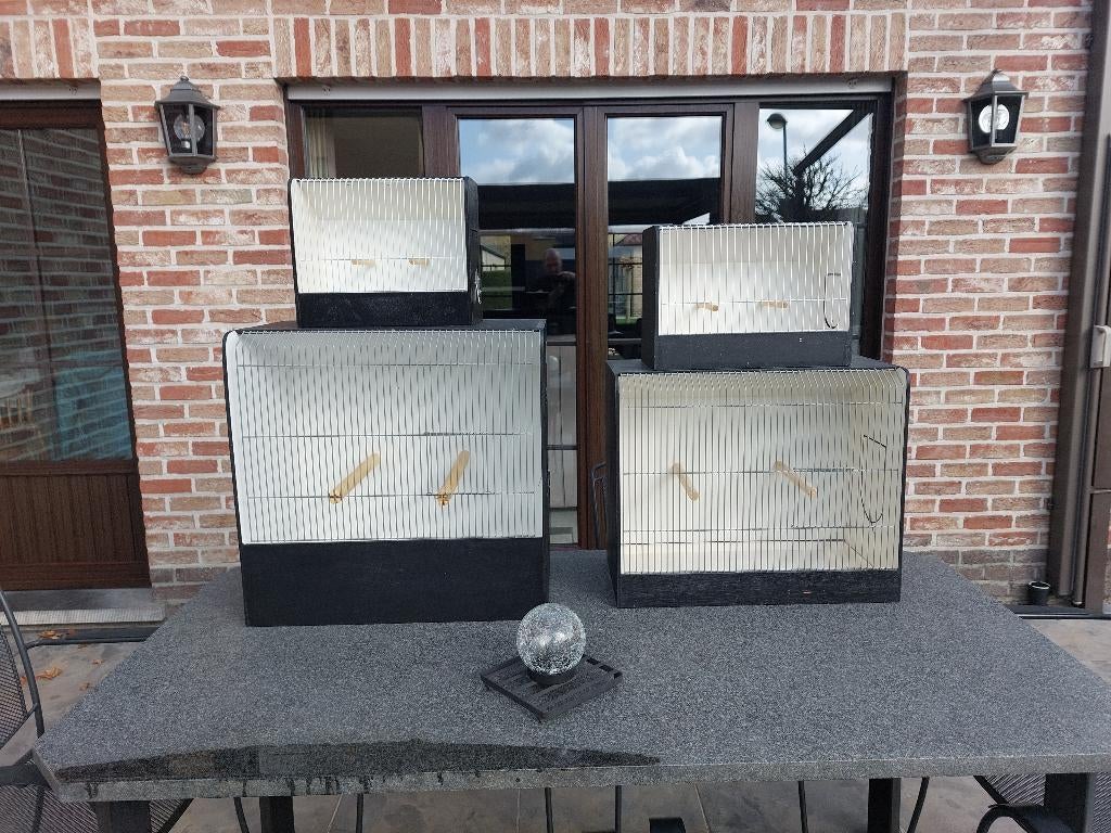 TT-kooien parkieten, Animaux & Accessoires, Oiseaux | Perruches & Perroquets