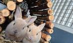 3 tamme konijnen zoeken een rustig en liefdevol thuis, Plusieurs animaux, Nain, 0 à 2 ans