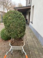 Buxus, Tuin en Terras, Ophalen